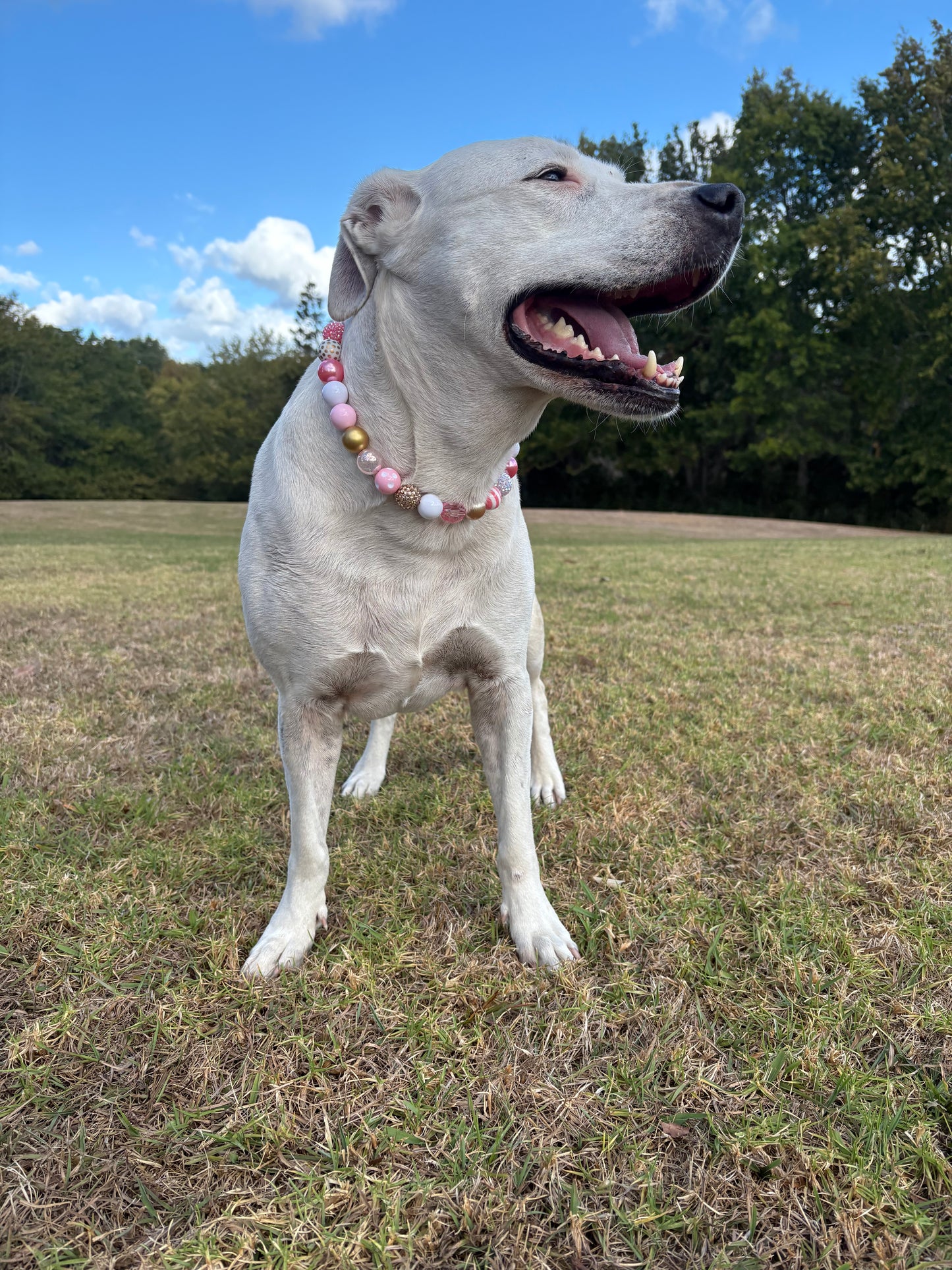 Princess Beaded Dog Collar