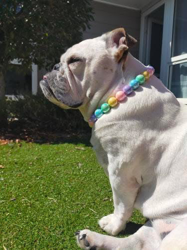 Pastel Pearls Beaded Dog Collar