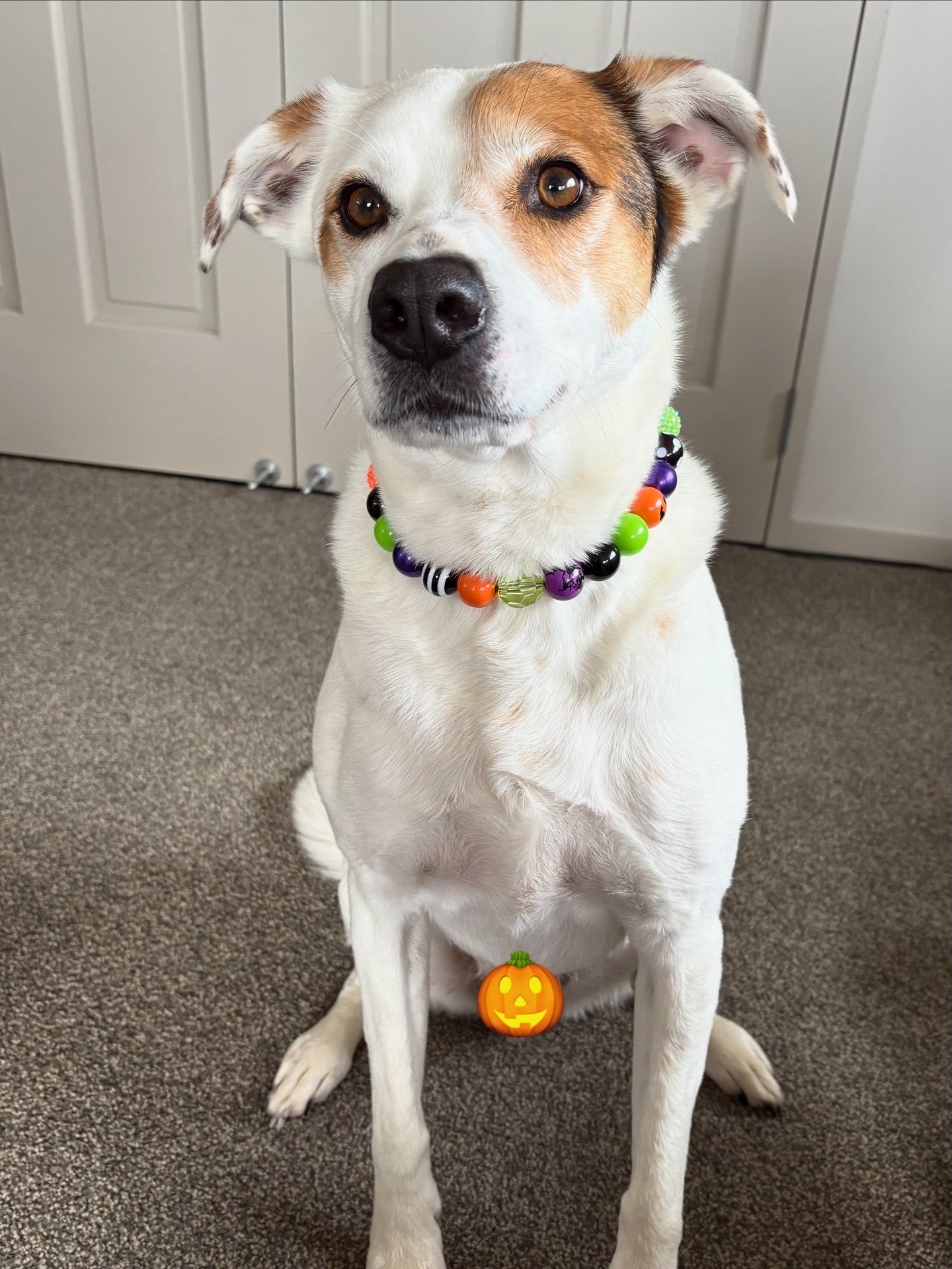 Halloween Beaded Dog Collar (Limited edition)