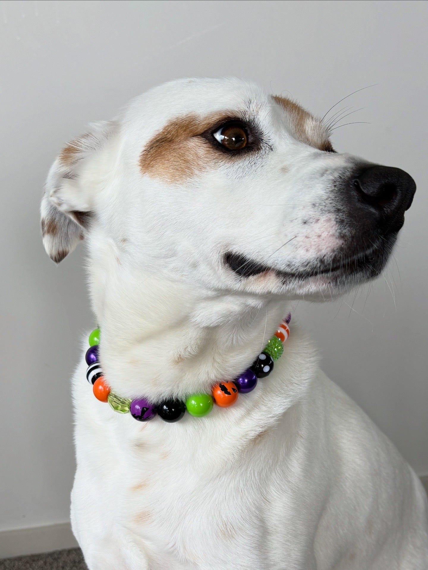 Halloween Beaded Dog Collar (Limited edition)