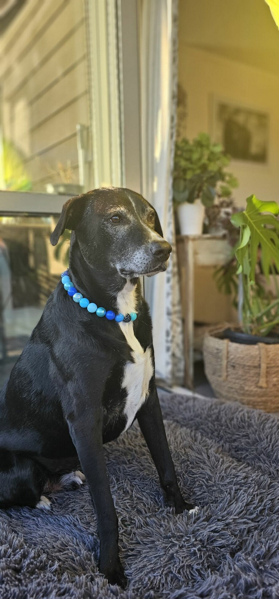 Bluey Beaded Dog Collar