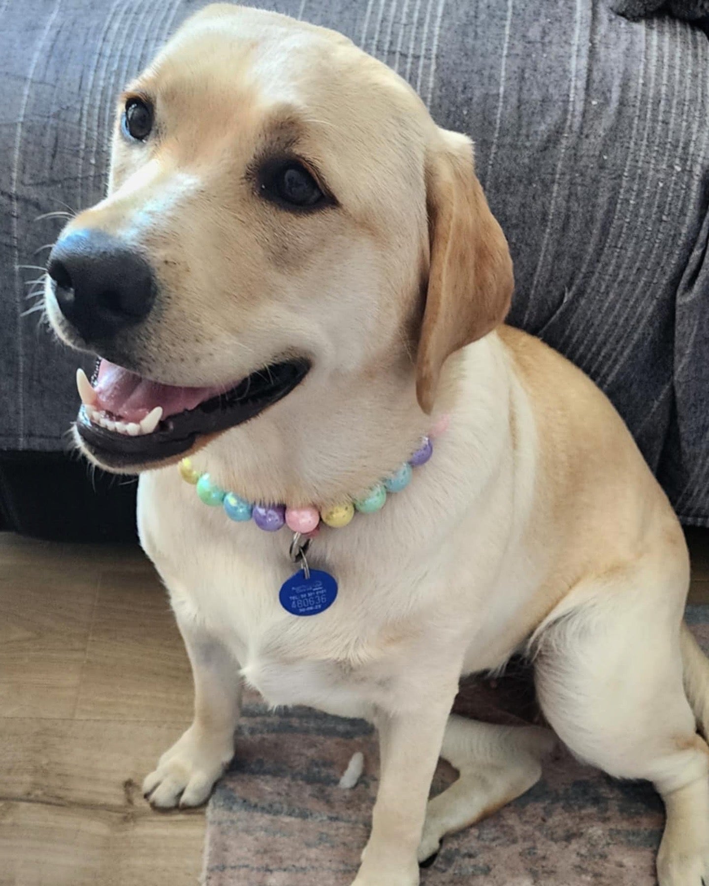 Pastel Pearls Beaded Dog Collar