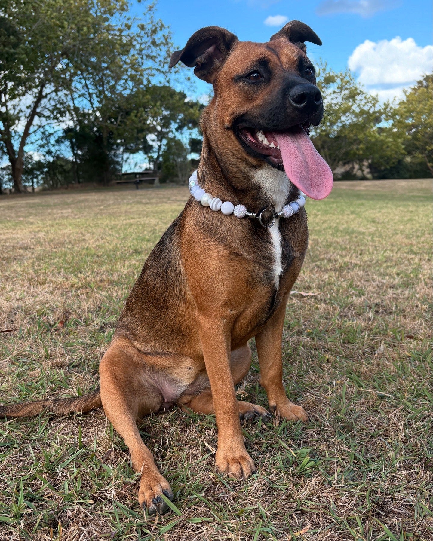 Frosted Beaded Dog Collar