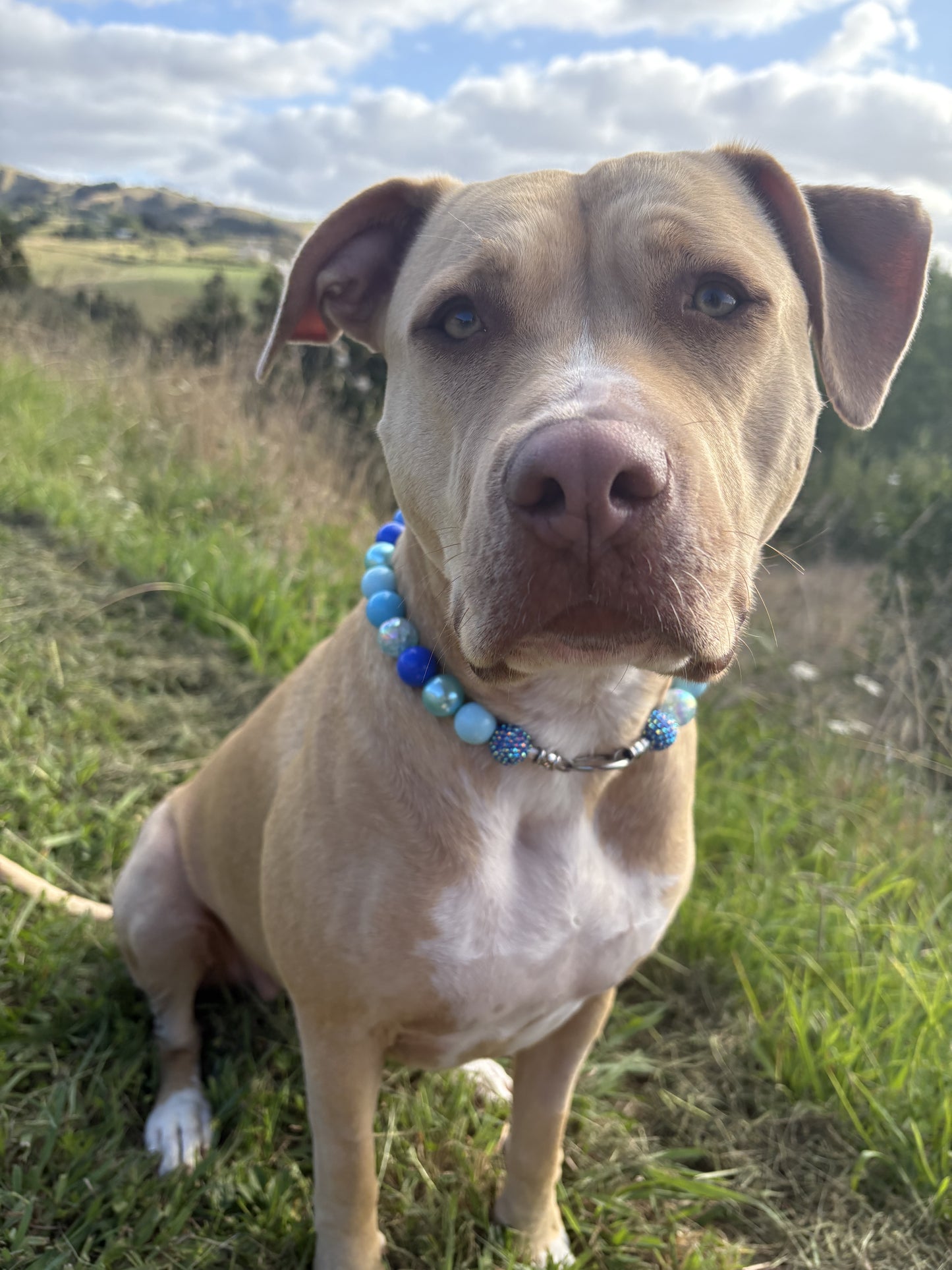 Bluey Beaded Dog Collar