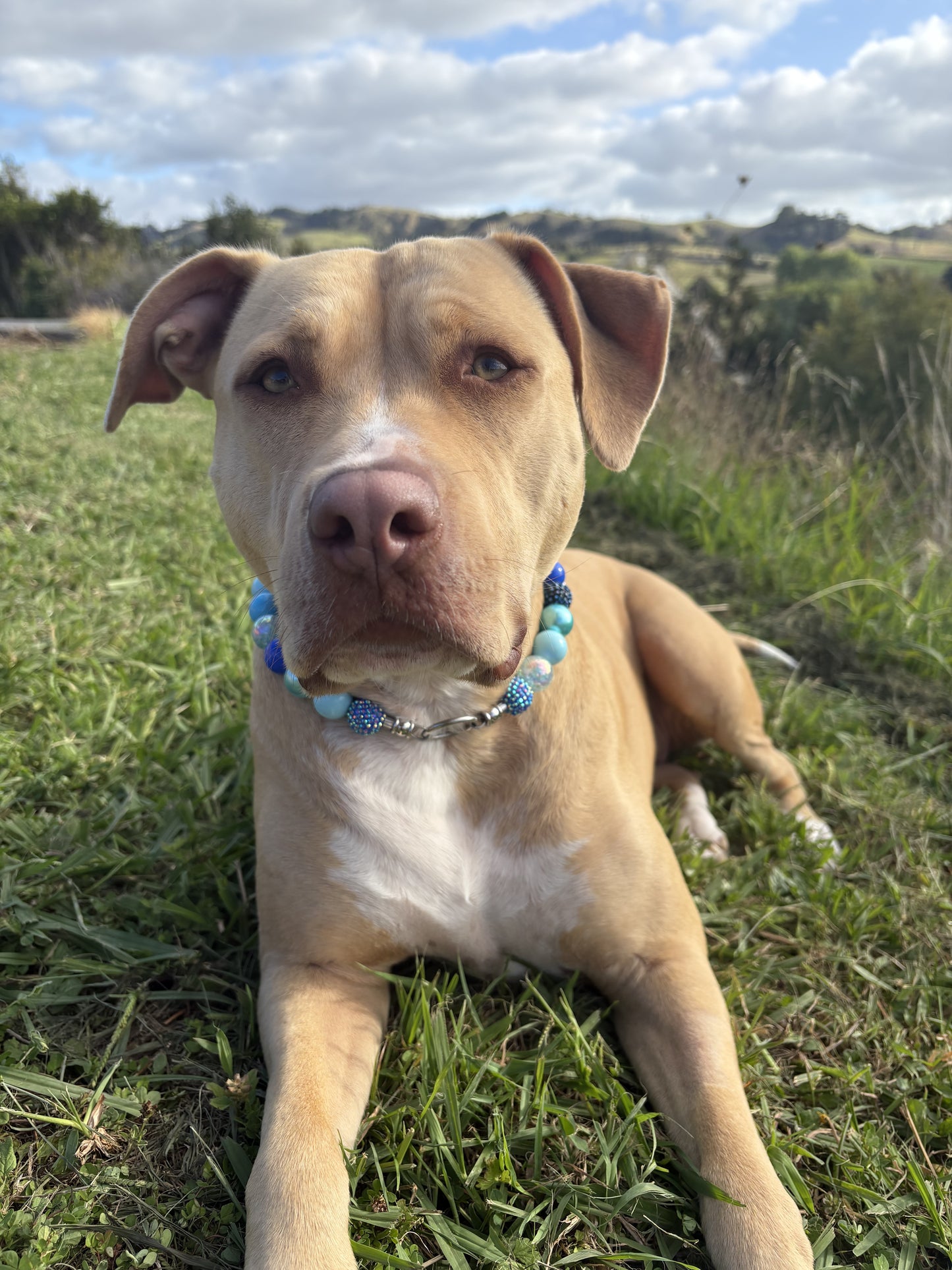 Bluey Beaded Dog Collar