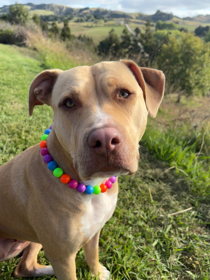 Tutti Frutti Beaded Dog Collar