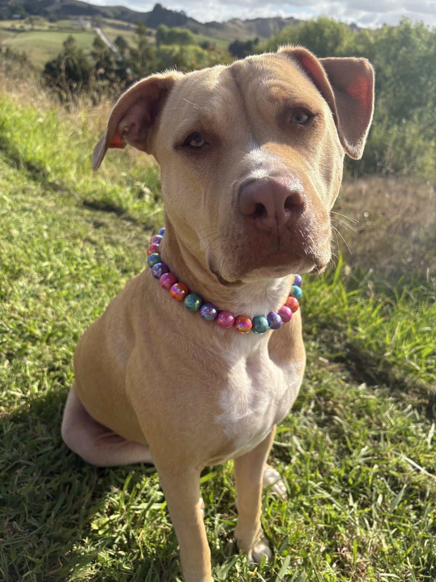 Candy Pearls Beaded Dog Collar