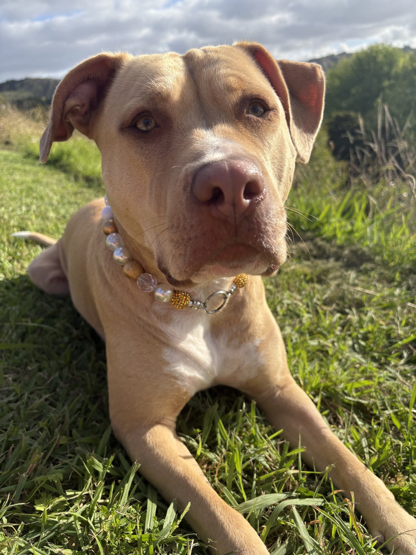 Champagne Beaded Dog Collar